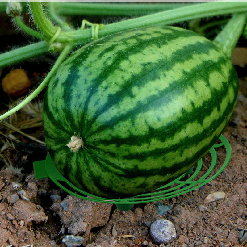 Greenhouse Plastic Film - Watermelon Support Greenhouse Supplies Plant Stand