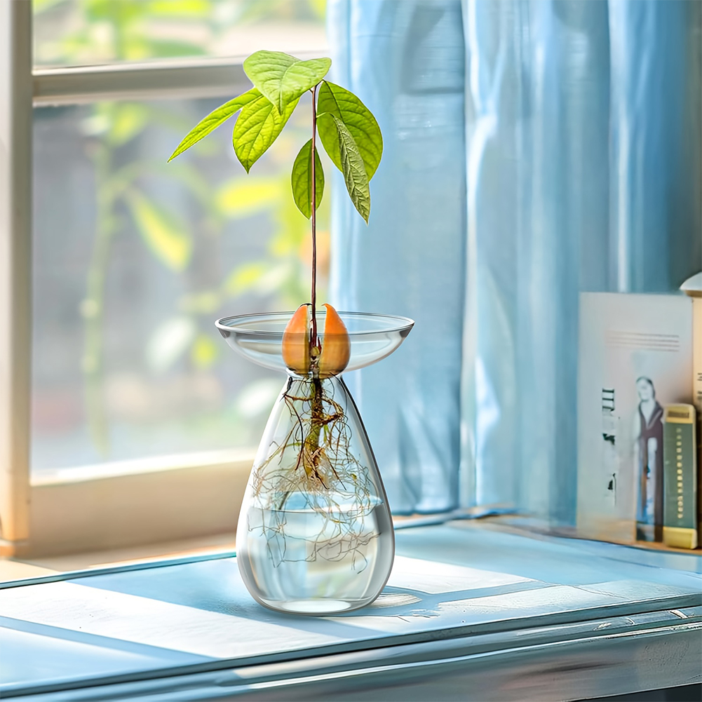 Plant Growth Regulator - Avocado Seed Starter Vase Transparent Plant