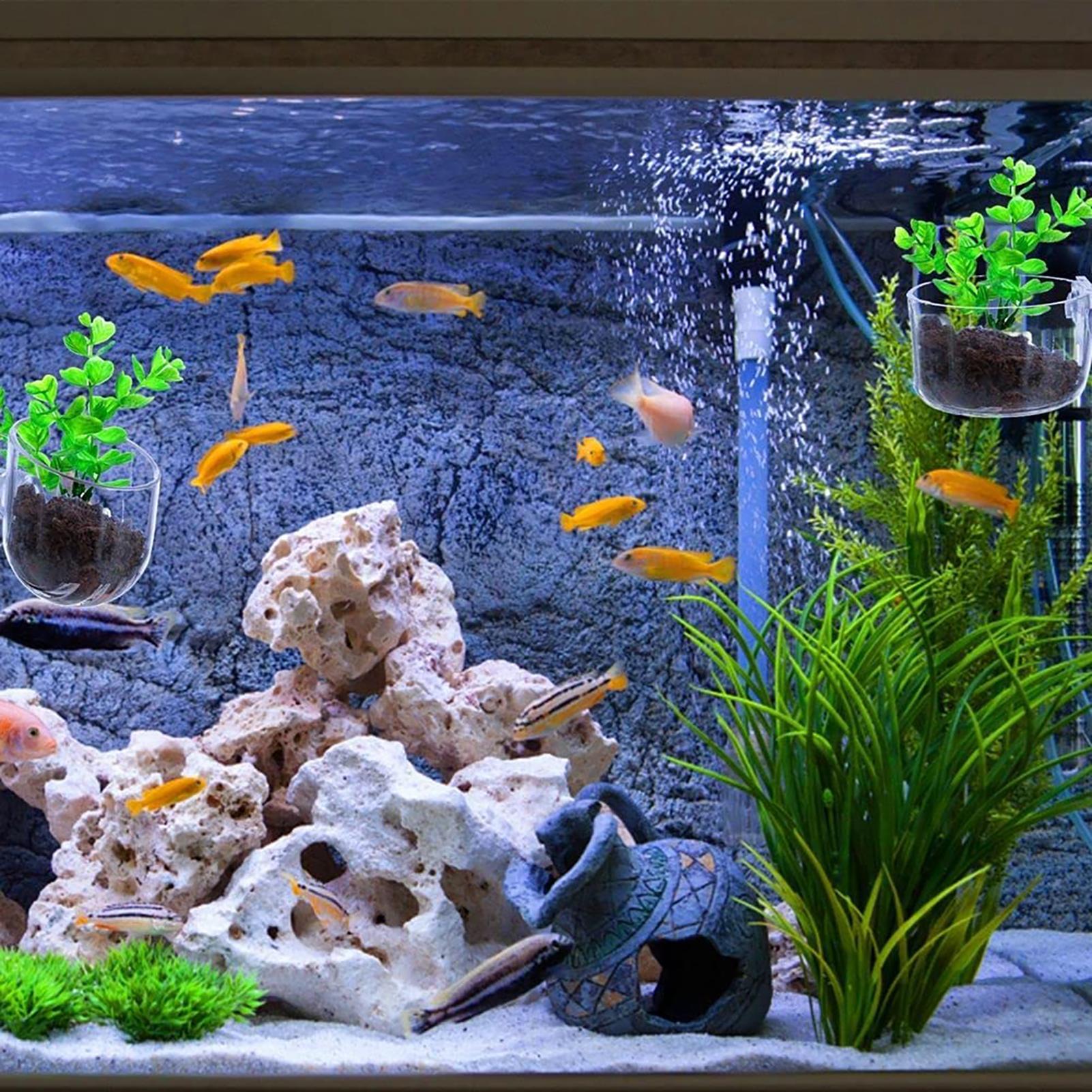 Aquatic Plant Pot Clear Acryli – Plant Growth Regulator Bewertung und Preis