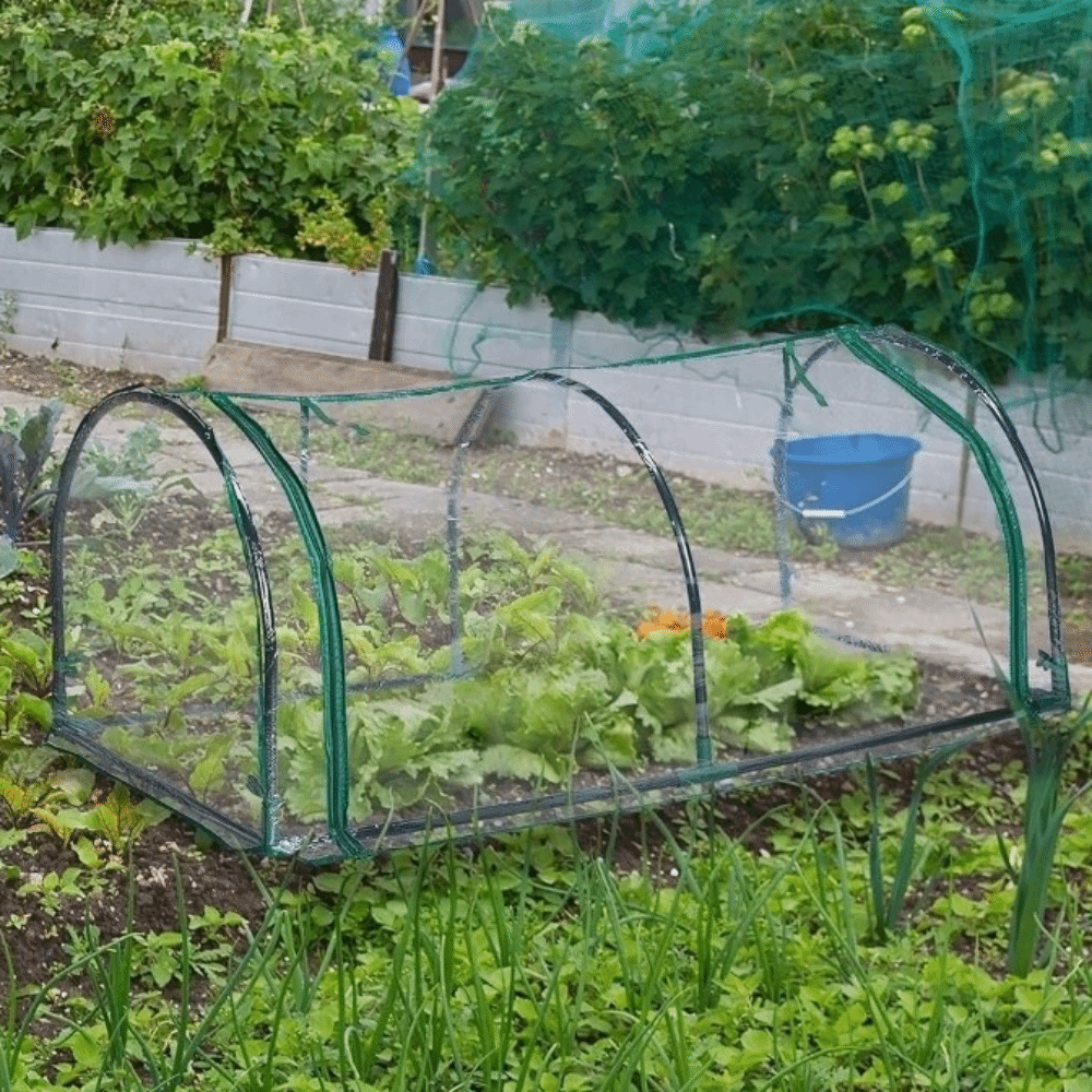 Transparent Mini Plant Greenho – Greenhouse Plastic Film Bewertung und Preis