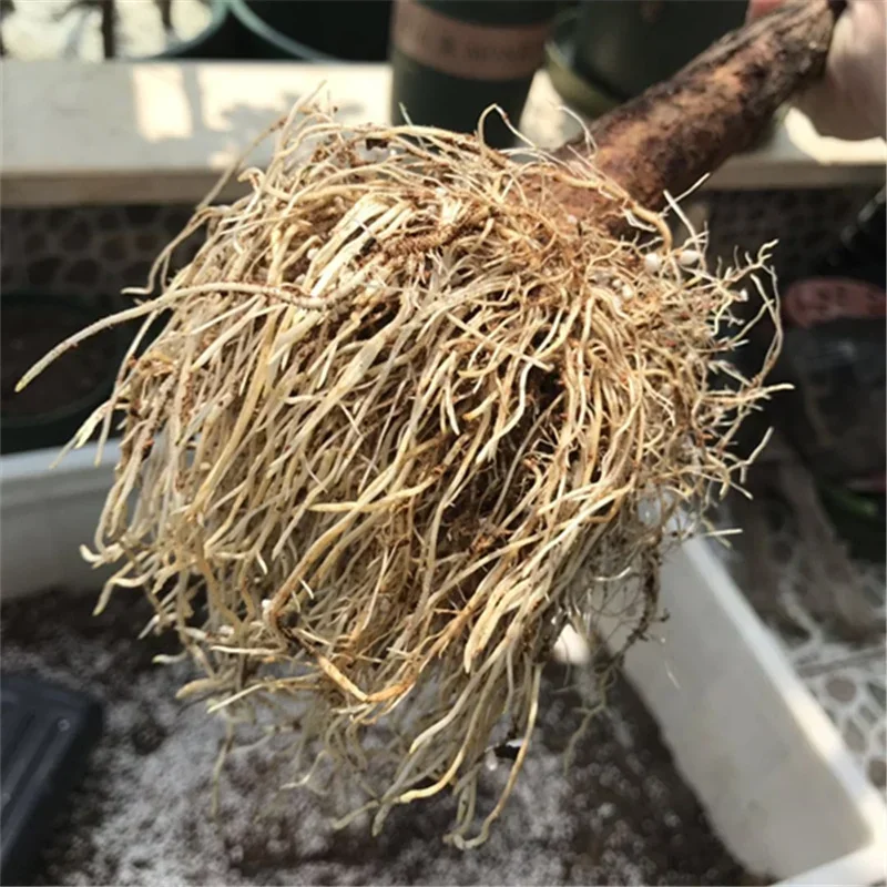 10g Quickly Rooting Powder Hor – Plant Growth Regulator Bewertung und Preis