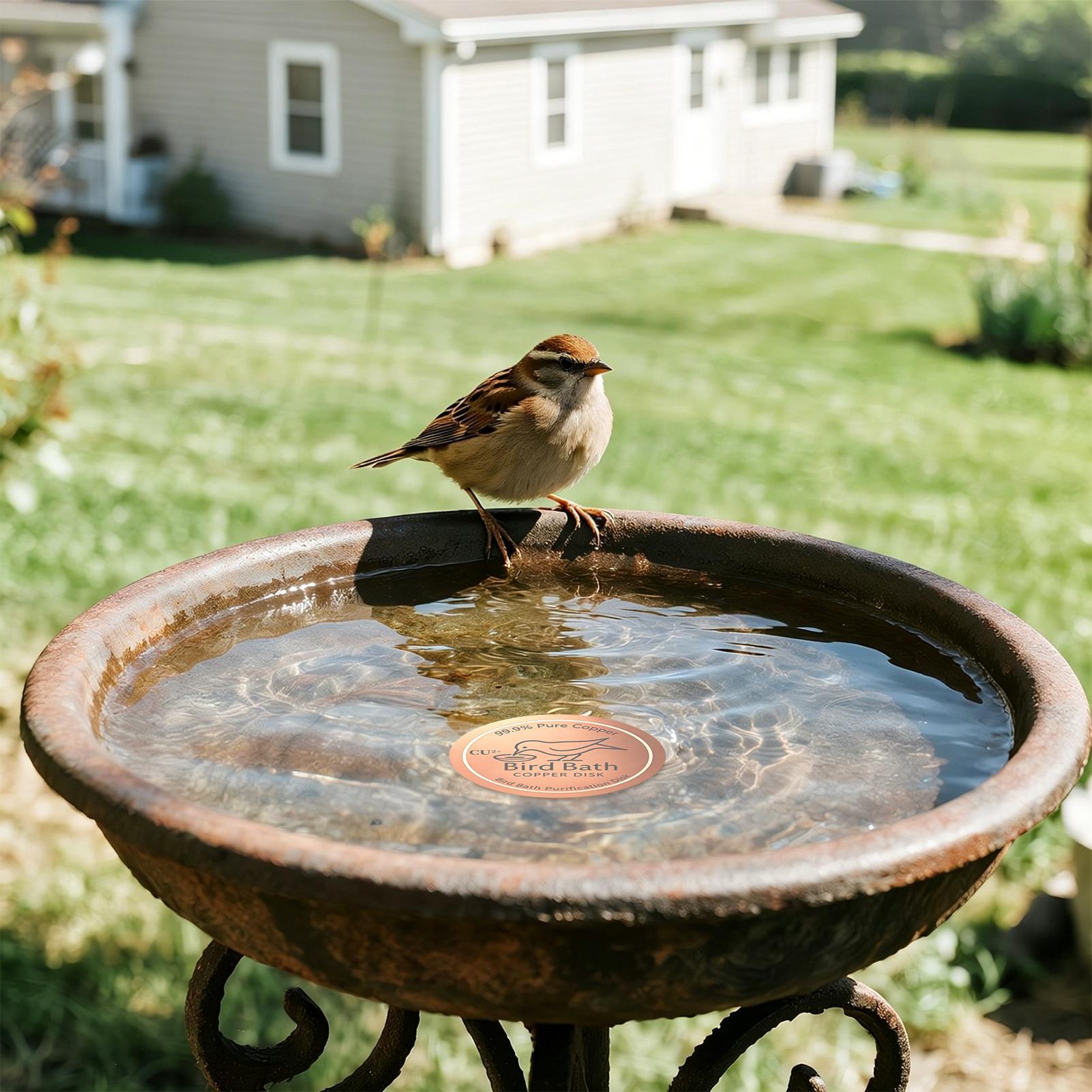 Bird Bath Copper Disc 0.6mm Th – Farming A Bewertung und Preis